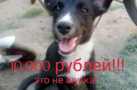 Пропала собака Молния в Оренбурге