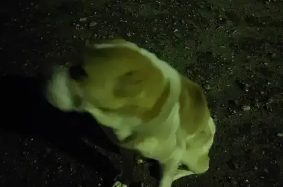 Пропала собака в Залесье, Тенино: белый с рыжими пятнами, 78Н-0926