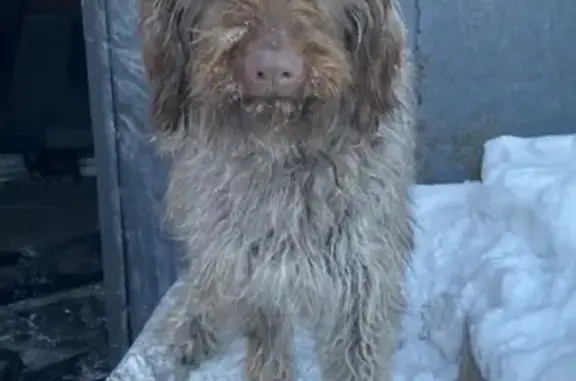 Пропала собака на Агрономическом переулке, Барнаул
