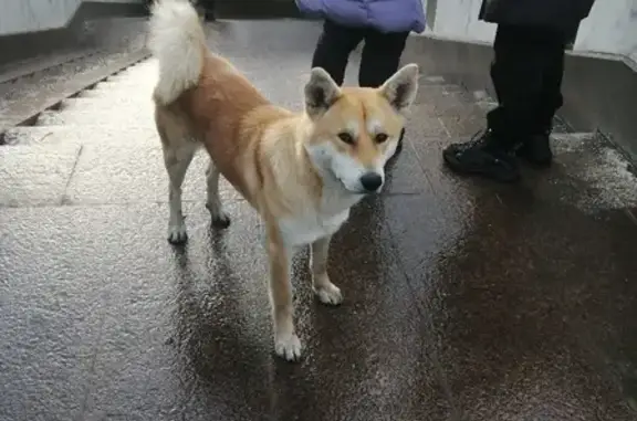 Собака найдена у метро Ботанический сад в Москве