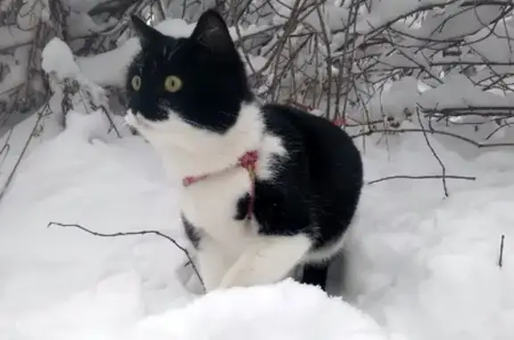 Пропала кошка в районе Втуз городок, Екатеринбург