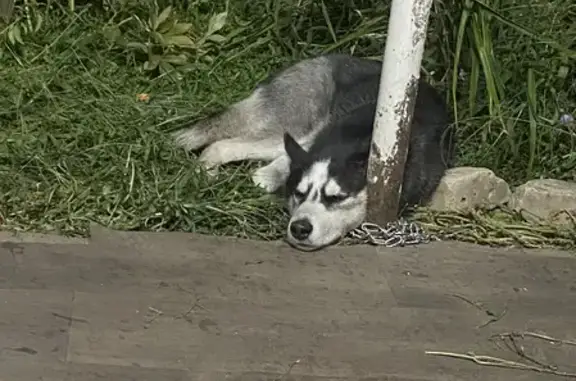 Пропала собака хаски на улице Горького 9, Острогожск