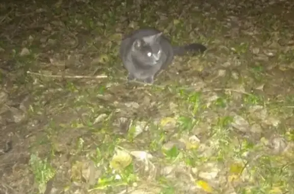 Потерян серый котик на Городском Валу, контакт Светланы