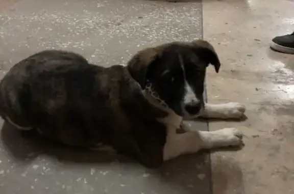 Собака найдена на Симбирской, 154А в Саратове