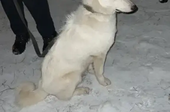 Собака-хаски с клеймом на Ватутина, 33, Новосибирск