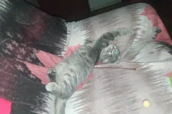Пропала молоденькая кошка на Салютной, Челябинск