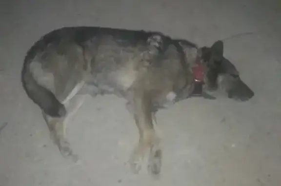 Найден пес на Инициативной ул. в Некрасовке