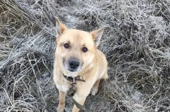 Найдена собака в Чебоксарах на проспекте Геннадия Айги