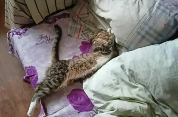 Объявления о пропавших и найденных животных, Курган, фото: Пропала кошка Мальчик, ул. М. Горького 34, Курган