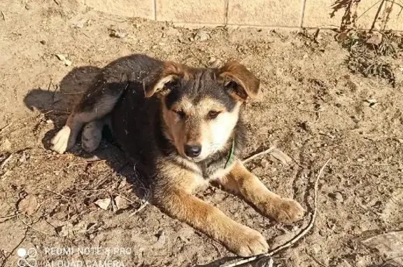Пропала собака с хромотой в Атамановке, Чита