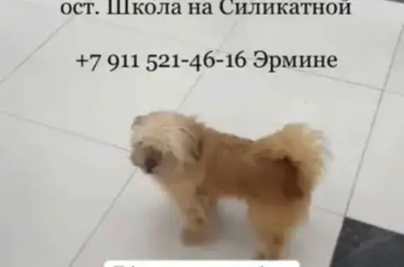 Пропала собака Метиз на Почтовой, 19 в Подольске