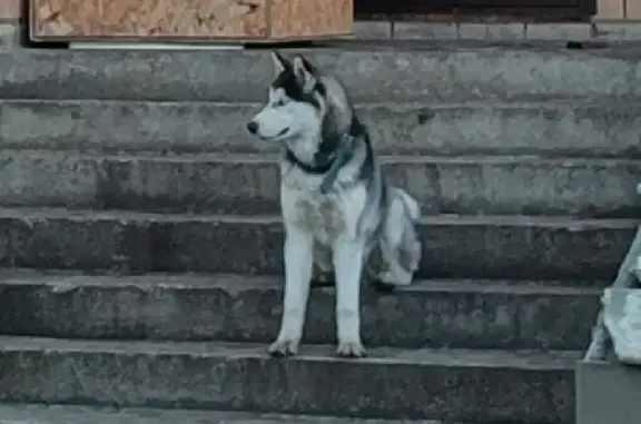 Собаки потеряшки, Липецк, фото: Потеряшка собака Барсик в Липецке, Чистый переулок, 21