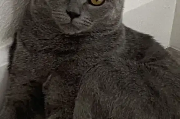 Потерянные животные Набережные Челны, фото: Пропала кошка на ул. Акмулла, 11 в Набережных Челнах