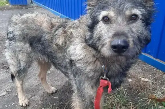 Собака найдена в Пензе с ошейником.