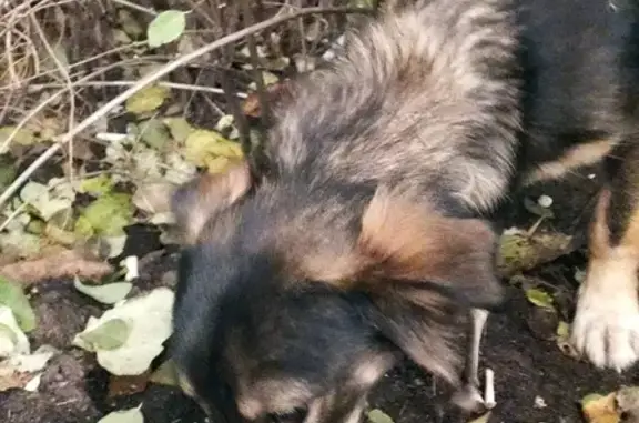 Собака найдена на ул. 45-й Стрелковой Дивизии, 261В, Воронеж.