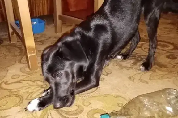 Найденные животные Нижний Новгород, фото: Найдена собака Щениха на остановке Церковь Всех Святых, Нижний Новгород