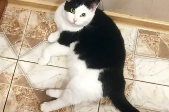 Кошки потеряшки, Санкт-Петербург, фото: Потеряшка кошка на Римского-Корсакова 59, СПб