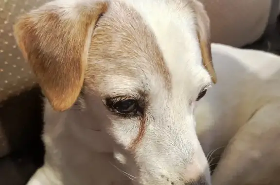 Пропала собака в Зеленограде, 15 мкрн, глухая, 15.5 лет, белый с рыжим, тел. 89099476582