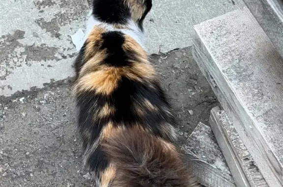 Найдена ласковая кошка на улице Пестеля, 16