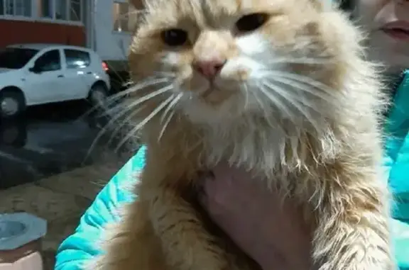 Найдена кошка на ул. Ломоносова 41 в Рыбинске