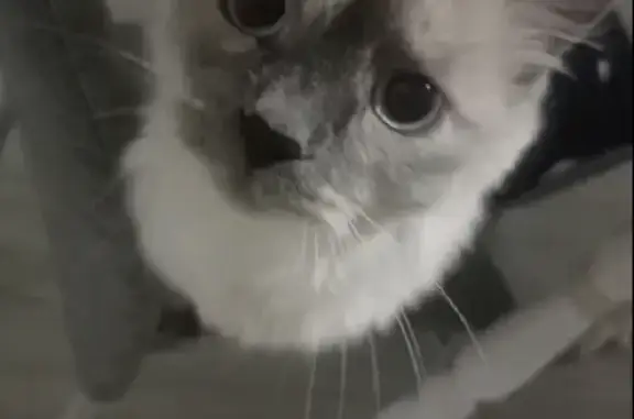 Пропала кошка в Ульяновске, ул. Дементьева