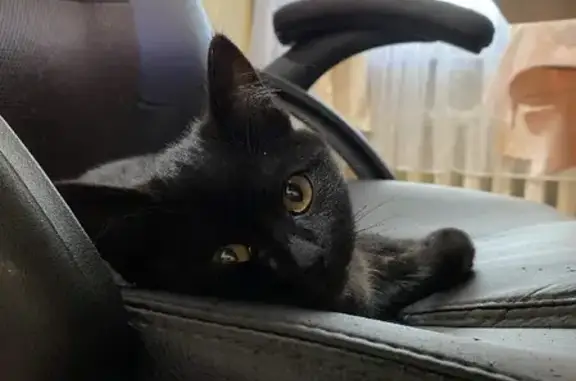 Найден черный котенок на ул. Малахова, Барнаул