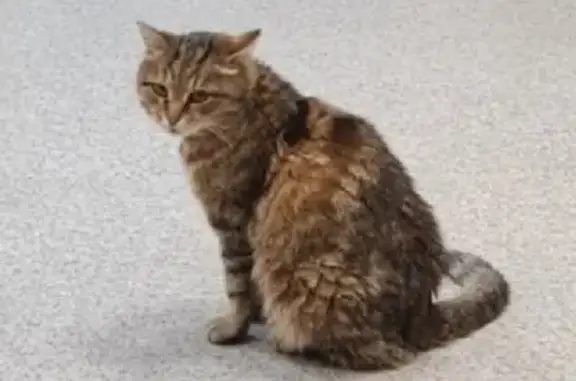 Найдена домашняя кошка на Советской улице, ищет хозяина