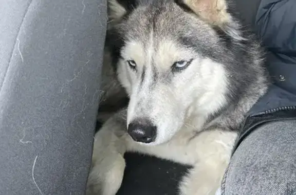 Найдена собака, Московская область, фото: Пропала собака: хаски с ошейником в Рузе, МО