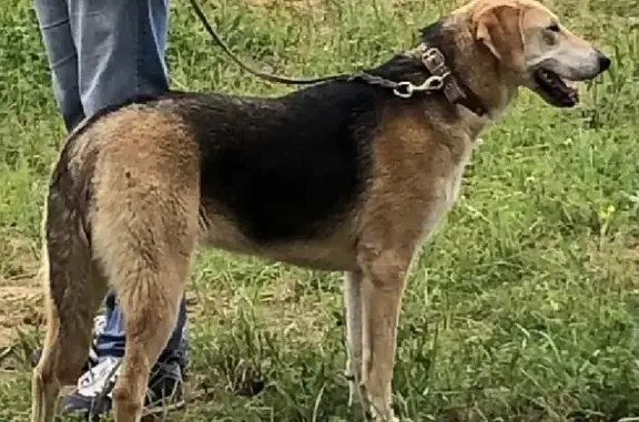 Собаки потеряшки, деревня Асеньевское, фото: Потеряшка собака в Боровском районе Калужской области на улице Береговая.