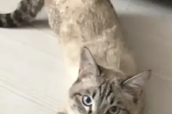 Кошки потеряшки, Кяхта, фото: Потеряшка кот Артём на ул. Сухэ-Батора (Кяхта)