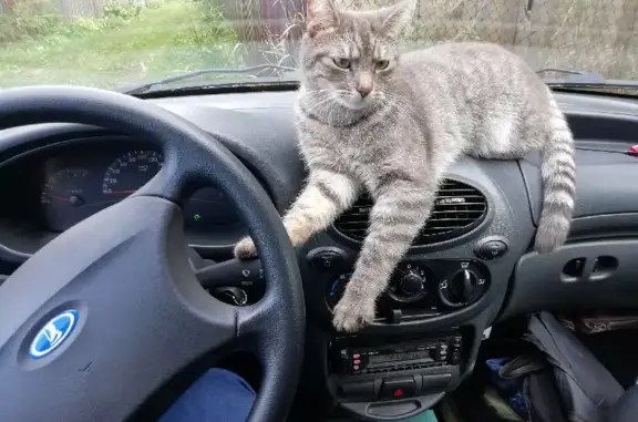 Кошки потеряшки, Ярославль, фото: Потеряшка кошка 