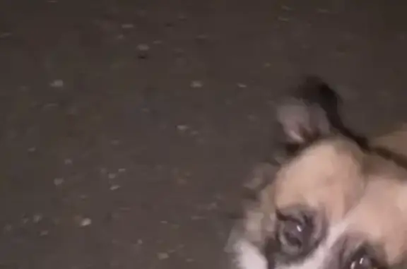Собака найдена на Краснооктябрьской, 21 в Майкопе