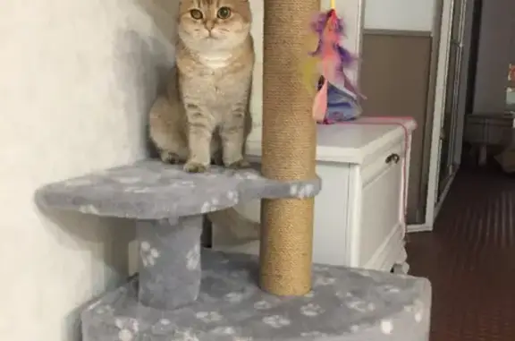 Кошки потеряшки, Пермь, фото: Потеряшка кошка на Красноводской, 27