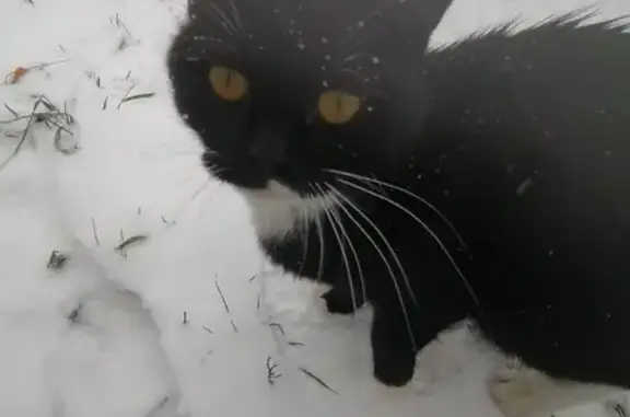 Найдена домашняя кошка с белыми лапами и чёрным хвостом на улице Лядова 48Г