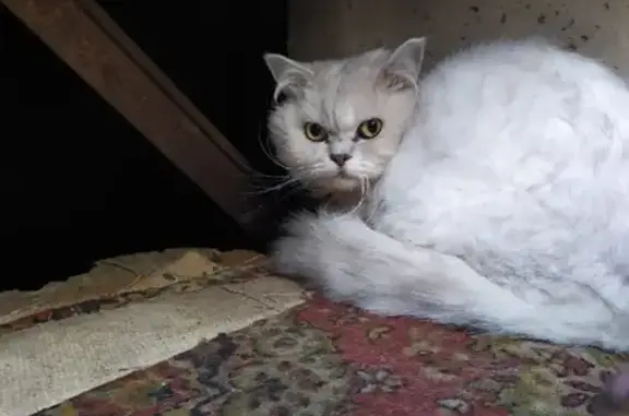 Найдена белая кошка на Советской улице, Красный Ключ, РТ