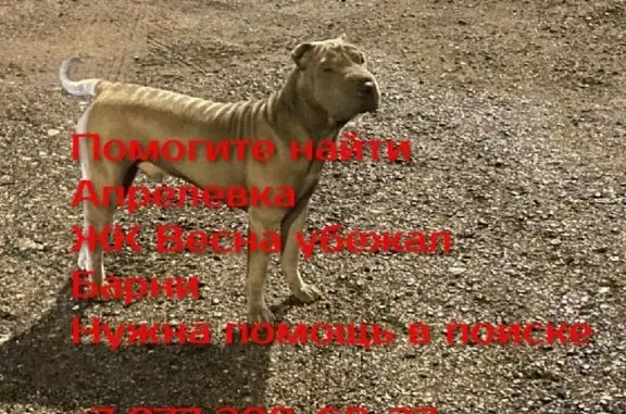 Пропала собака в Апрелевке - серый шарпей Барни, 1 год!