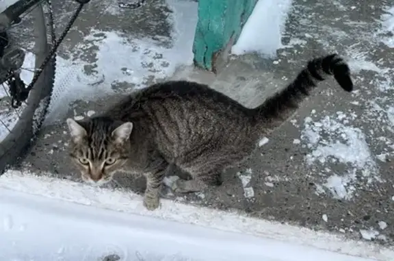 Найдена кошка на проспекте Шахтёров, 85 в Кемерово