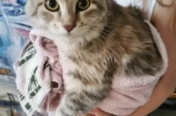 Найдена кошка на улице Колпакова, 21, Мытищи