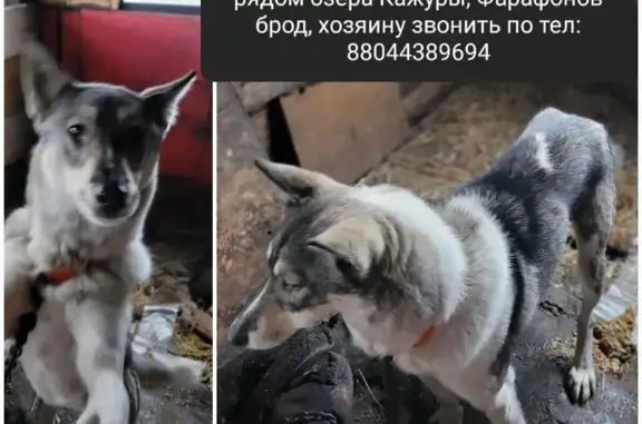 Собака найдена в Маляевском поселении
