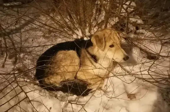 Найдена собака на улице Конева 30, Омск 🙏