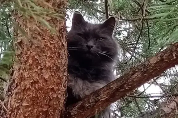 Найден домашний кот в Московской области