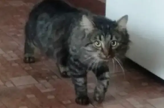 Найдена кошка на Тулиновской улице 26 в Тамбове