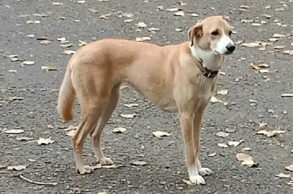 Собака на ул. 70 лет Октября, 34