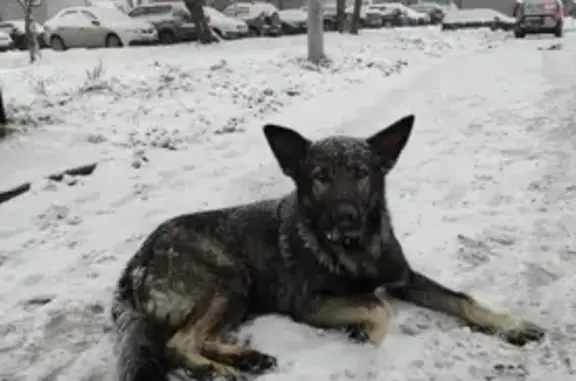 Найдена щенок овчарки на Профсоюзной, Москва