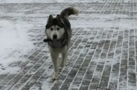 Собака с ошейником 5 в Филимонковском поселении найдена