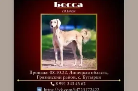 Пропала собака Салюки в Ивовском сельсовете, Липецкая область