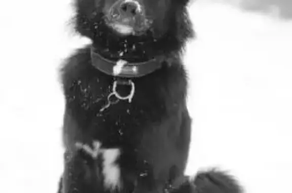 Собаки потеряшки, Москва, фото: Потеряшка собака Шельма, Новохохловская ул. 101 с3, Москва