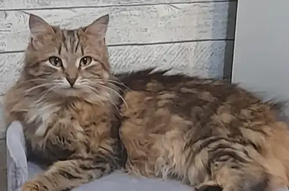 Объявления о пропавших и найденных животных, Москва, фото: Пропала кошка Тэсси на Рязанском проспекте 72 к2