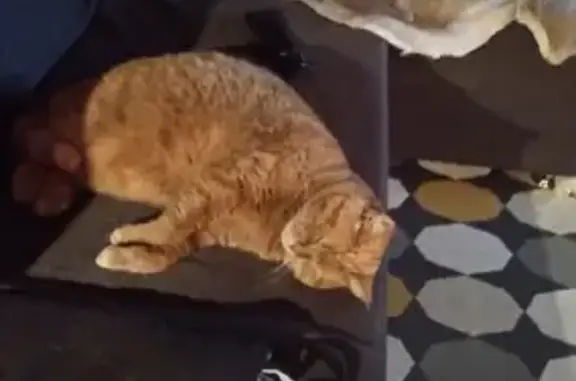 Кошки потеряшки, Новосибирск, фото: Потеряшка рыжая кошка на ул. Грибоедова, 32, Новосибирск.