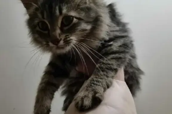 Ласковая кошка найдена на Замятина, 1 в Липецке